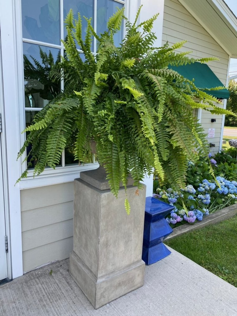 Raxiva-uv resistant lifelike artificial boston fern outdoor use