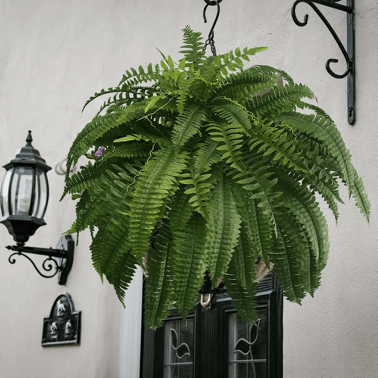 Raxiva-uv resistant lifelike artificial boston fern outdoor use